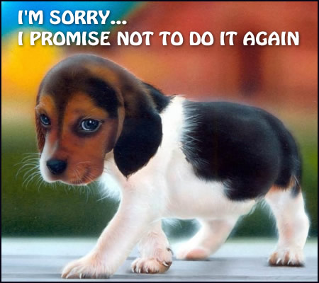 sorry sorry